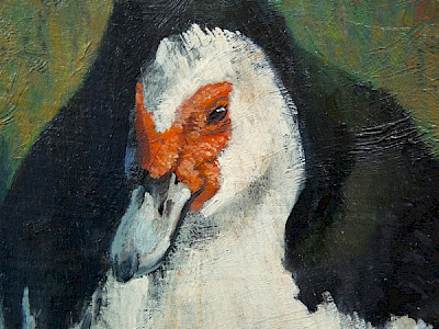 muscovy duck