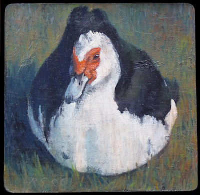 muscovy duck