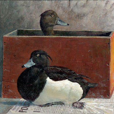 tufted ducks