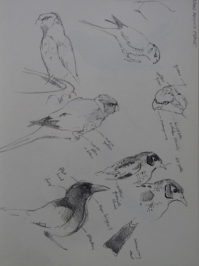 bird sketches