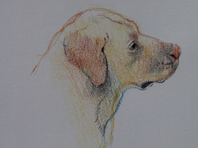 dog
